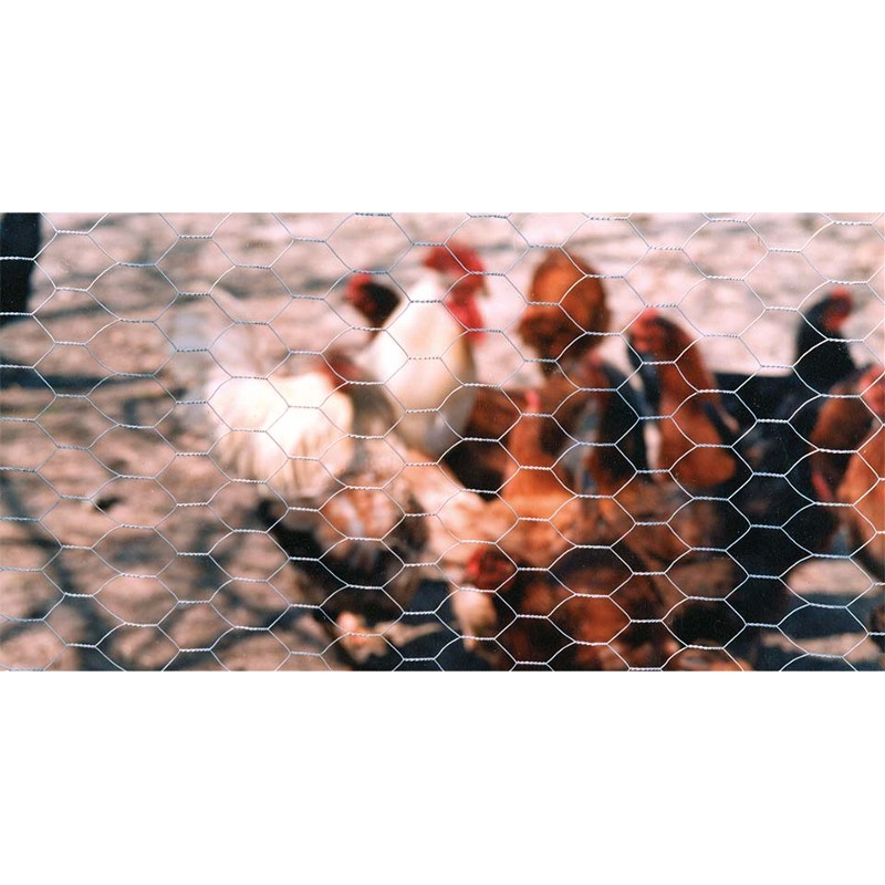 Grillage galvanisé triple torsion pour poules et volaille - Simon & Cie  Momignies